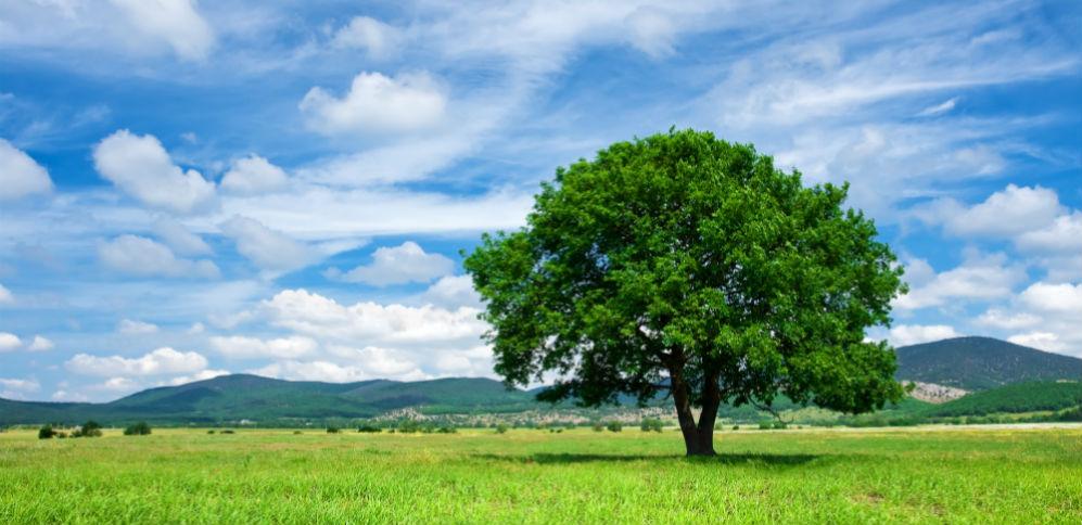 Umweltstiftung HB Baum